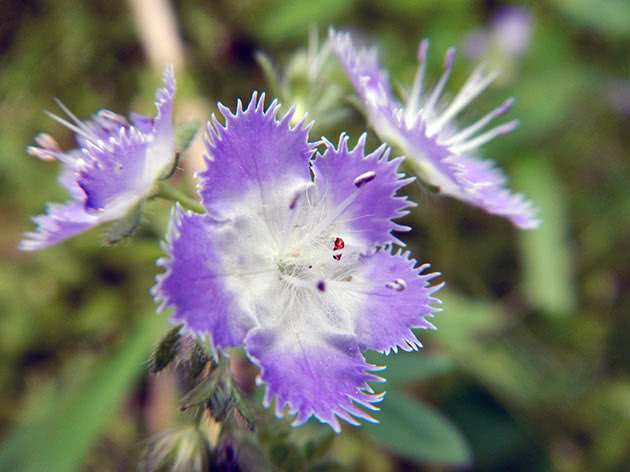 Фацелия Пурша (Phacelia purshii)