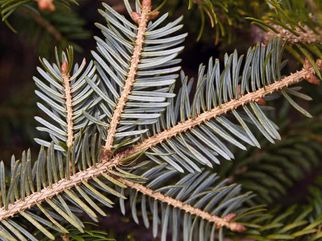 Ель аянская (Picea ajanensis)