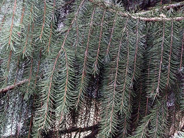 Ель Бревера (Picea breweriana)