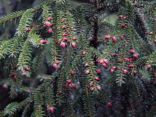 Ель восточная (Picea orientalis)