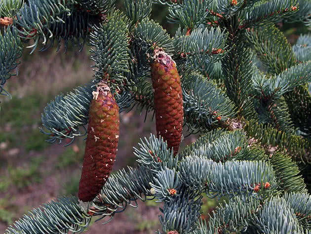Ель корейская (Picea koraiensis)