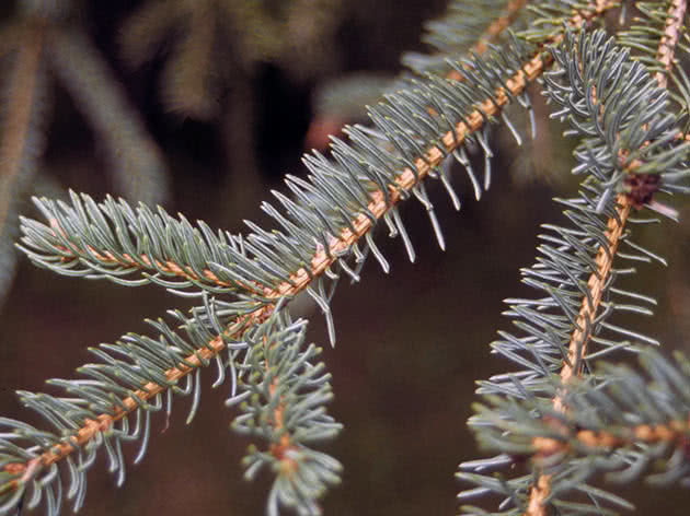 Ель черная (Picea mariana)