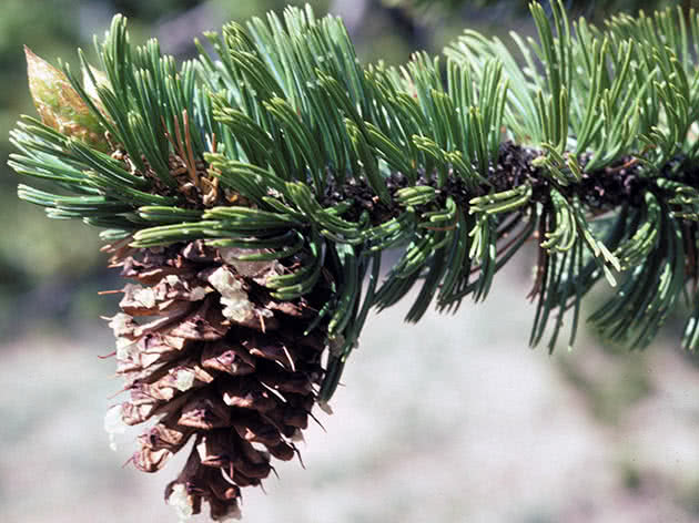 Сосна бристольская (Pinus aristata)