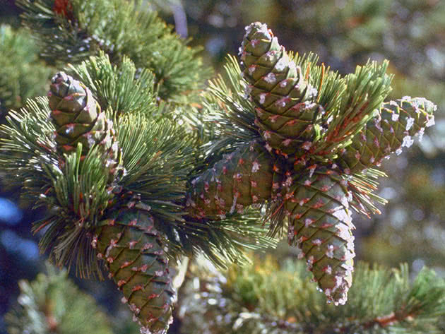 Сосна гибкая (Pinus flexilis)
