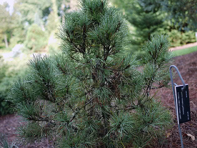 Сосна европейская (Pinus cembra)