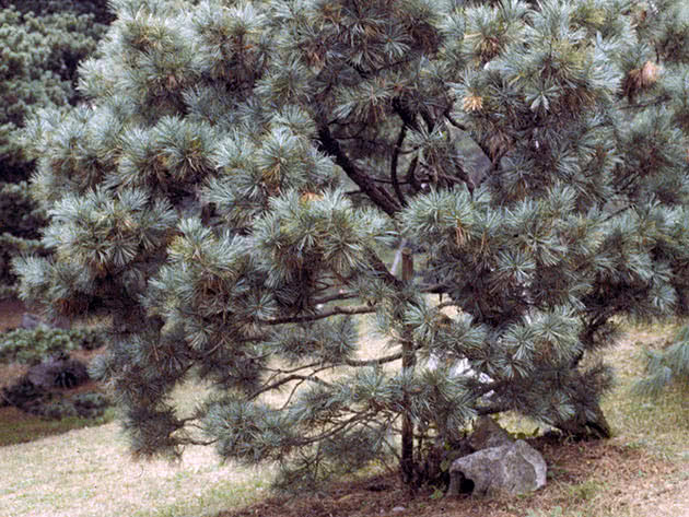 Сосна кедровая корейская (Pinus koraiensis)
