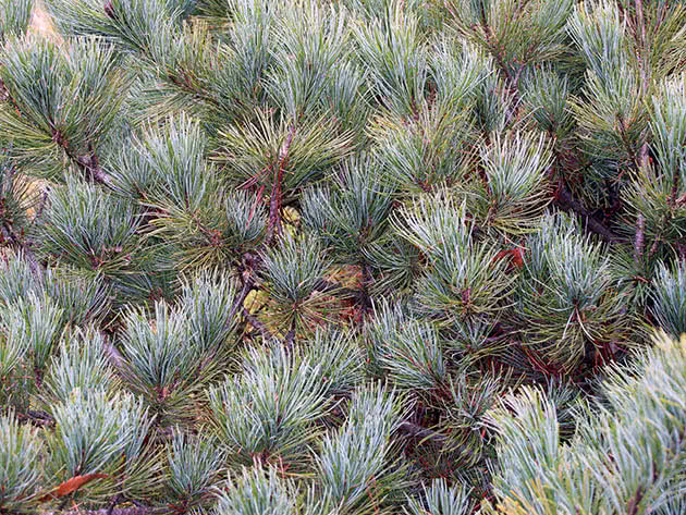 Сосна кедровая стланиковая (Pinus pumila)