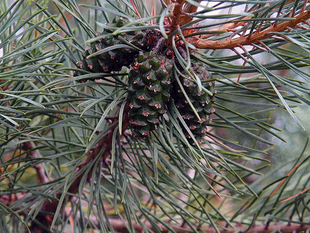 Сосна обыкновенная (Pinus sylvestris)