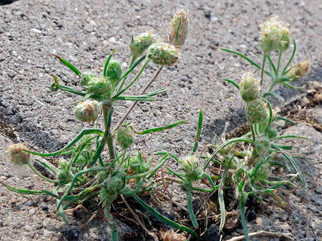 Подорожник песчаный (лат. Plantago arenaria)