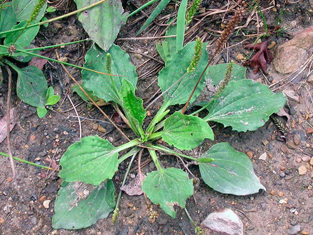 Подорожник большой (лат. Plantago major)