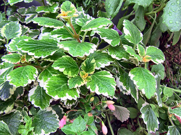 Плектрантус колеусовидный (Plectranthus coleoides)