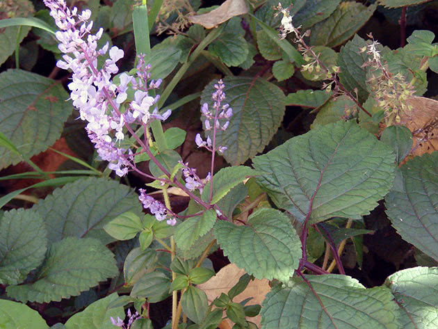 Плектрантус кустарниковый (Plectranthus fruticosus)