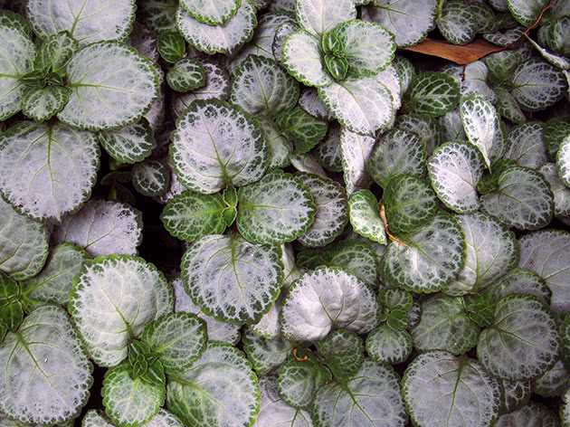 Плектрантус Эртендаля (Plectranthus oertendahlii)