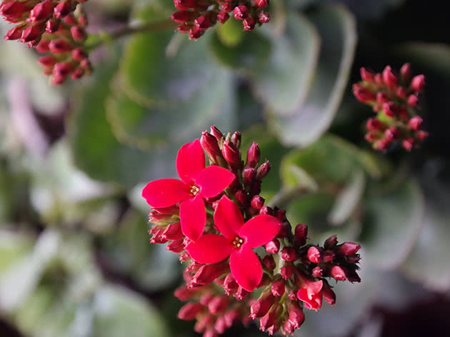 Плекрантус южный (Plectranthus australis)