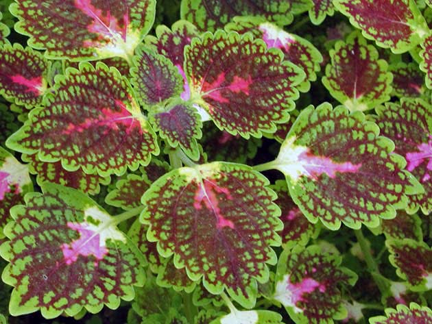 Плектрантус Блюма (Plectranthus blumei)