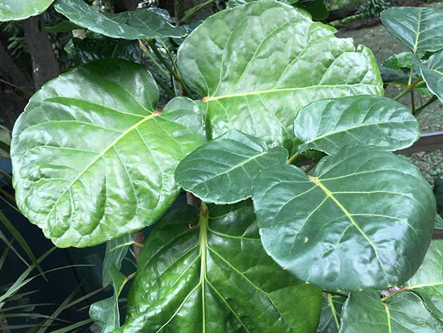 Полисциас кустарниковый (Polyscias fruticosa)