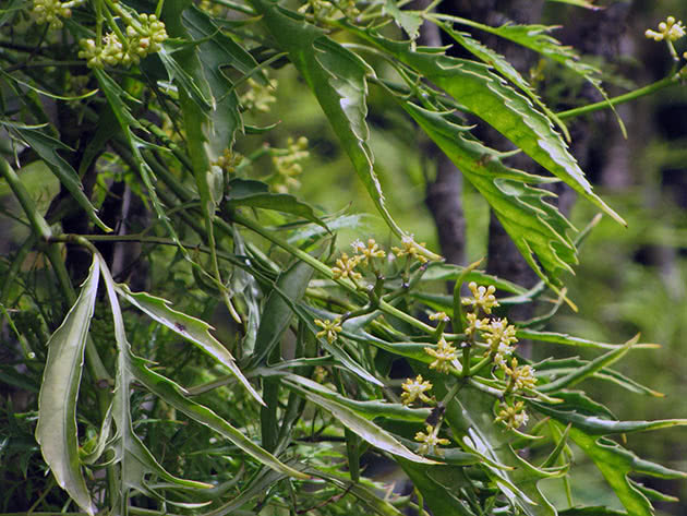 Полисциас папоротниколистный (Polyscias filicifolia)
