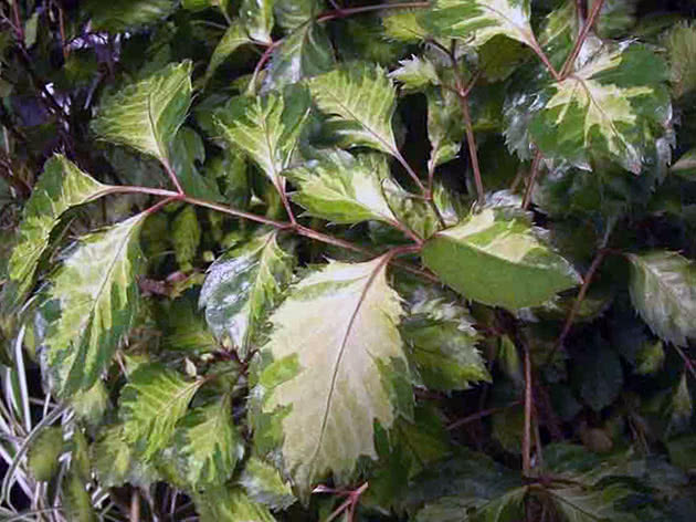 Полисциас метельчатый (Polyscias paniculata)