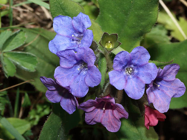 Медуница валовидная (Pulmonaria vallarsae)