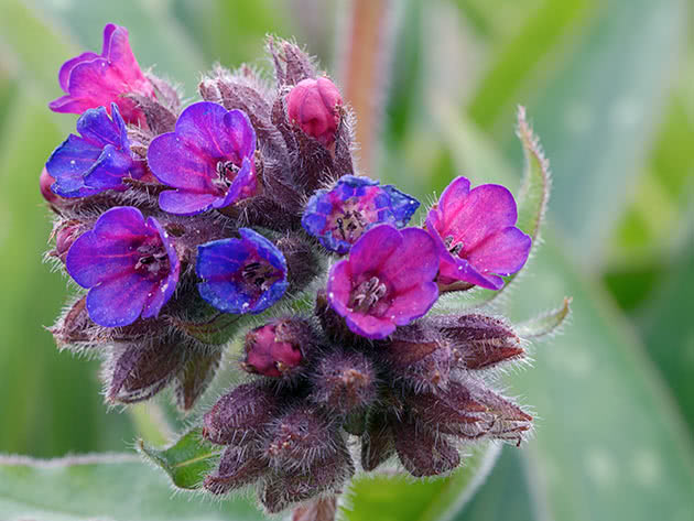 Медуница длиннолистная (Pulmonaria longifolia)