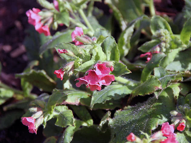 Медуница красная (Pulmonaria rubra)