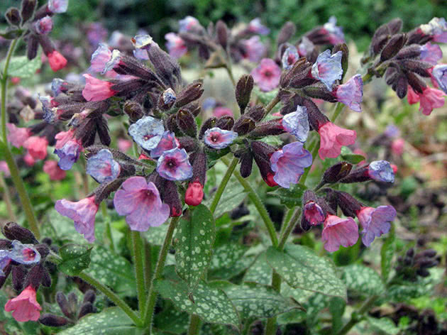 Медуница лекарственная (Pulmonaria officinalis)