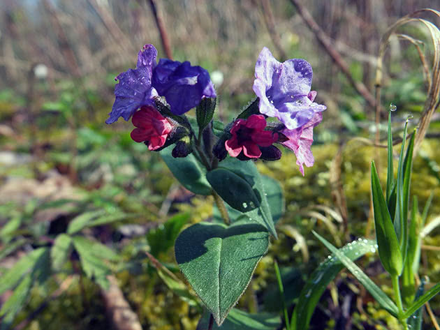 Медуница мягкая (Pulmonaria mollis)