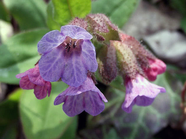Медуница неясная (Pulmonaria obscura)