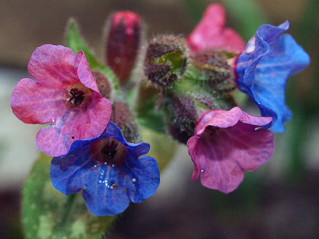 Медуница сахарная (Pulmonaria saccharata)