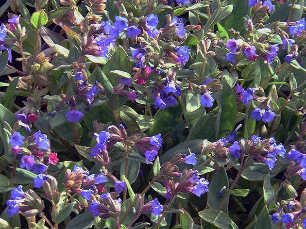 Медуница узколистная (Pulmonaria angustifolia)