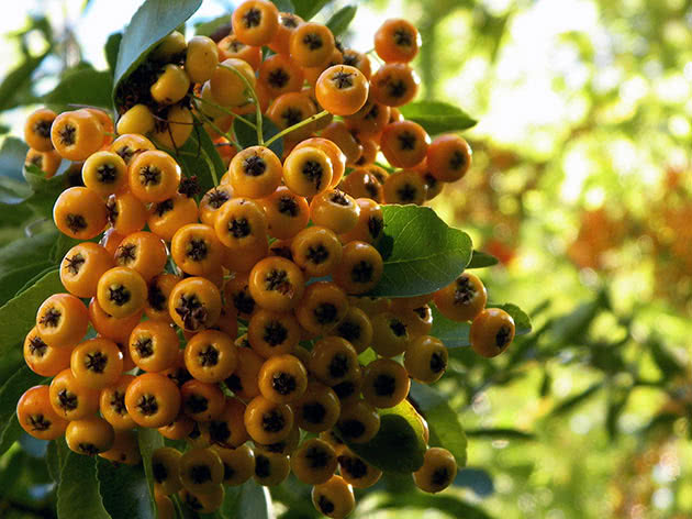 Пираканта узколистная (Pyracantha angustifolia)