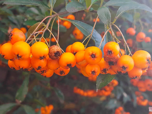 Пираканта ярко-красная (Pyracantha coccinea)