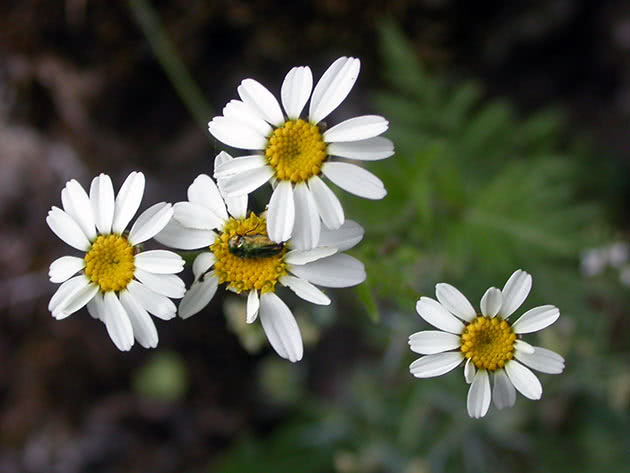 Пиретрум щитковидный (Pyrethrum corymbosum = Chrysanthemum corymbosum = Tanacetum corymbosum)