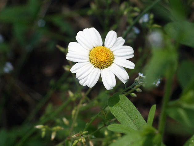 Пиретрум цинерариелистный (Pyrethrum cinerariifolium)