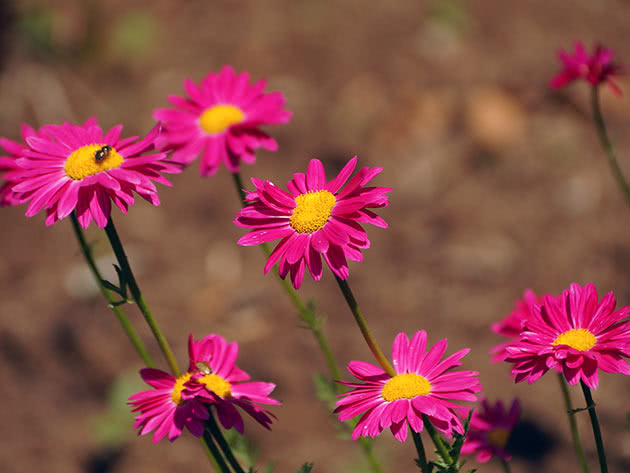 Пиретрум красный (Pyrethrum coccineum = Chrysanthemum coccineum)