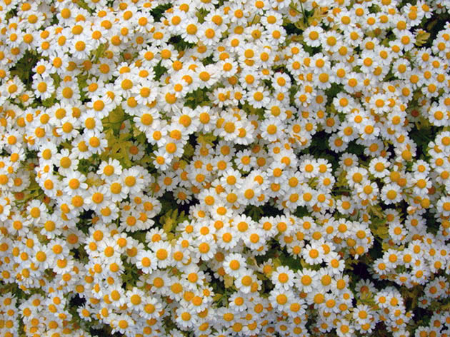 Пиретрум девичий (Pyrethrum parthenium = Chrysanthemum parthenium = Tanacetum parthenium)