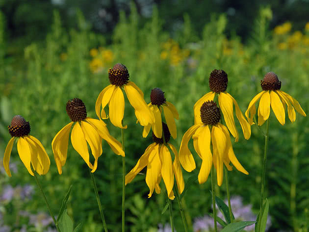 Ратибида перистая (Ratibida pinnata = Rudbeckia pinnata)