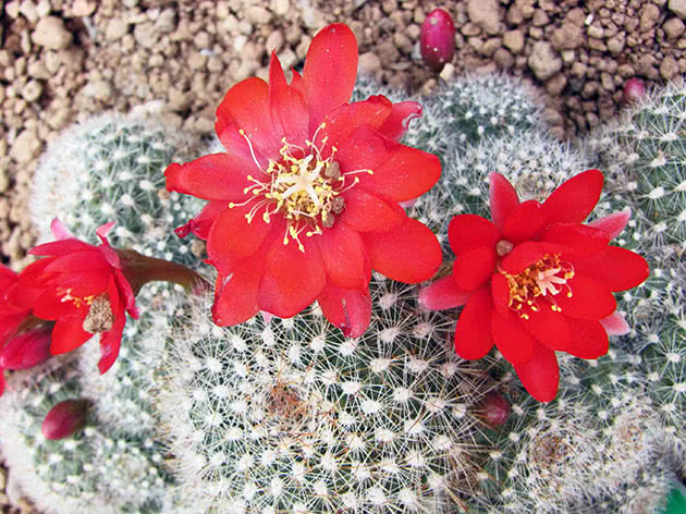 Ребуция крошечная (Rebutia minuscula)