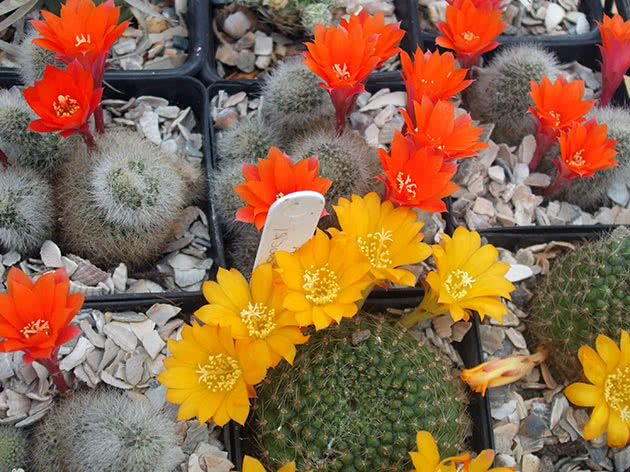 Ребуция Марсонера (Rebutia marsoneri)
