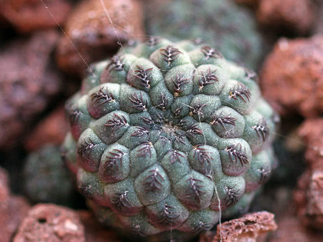 Ребуция канигуэрали (Rebutia canigueralii)