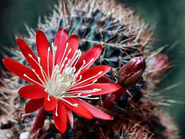 Ребуция фулвизета (Rebutia fulviseta)