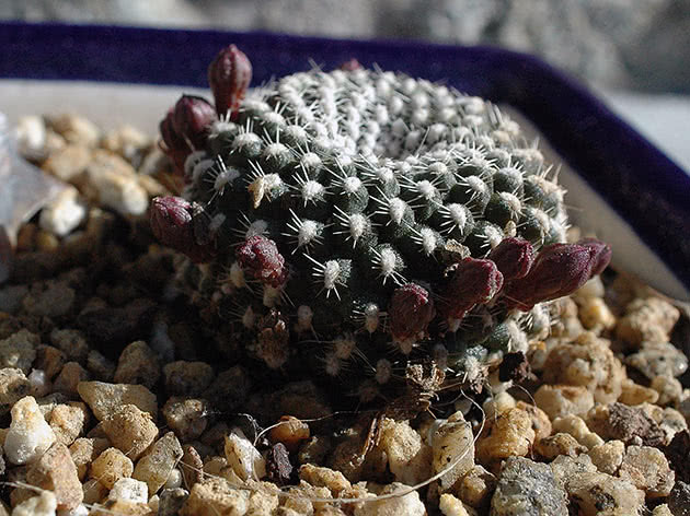 Ребуция Крайнца (Rebutia krainziana)