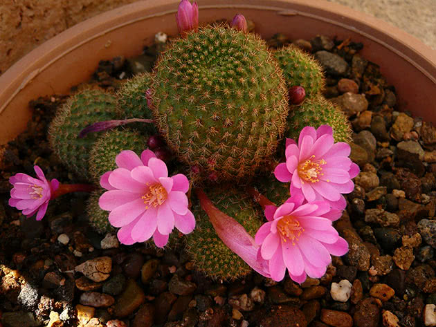 Ребуция перплекса (Rebutia perplexa)