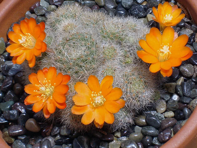 Ребуция пулвиноса (Rebutia pulvinosa)