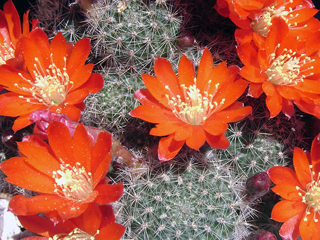 Ребуция деминута (Rebutia deminuta)
