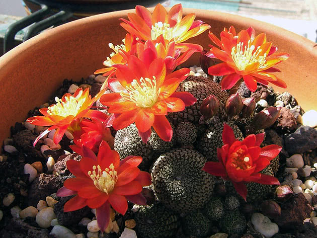Ребуция солнечная (Rebutia heliosa)