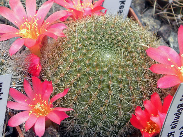 Ребуция золотистоцветковая (Rebutia chrysacantha)
