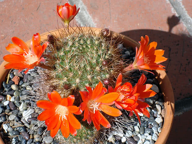 Ребуция Файбрига (Rebutia fiebrigii)