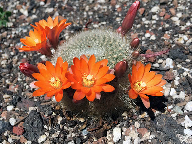 Ребуция мышка (Rebutia muscula)