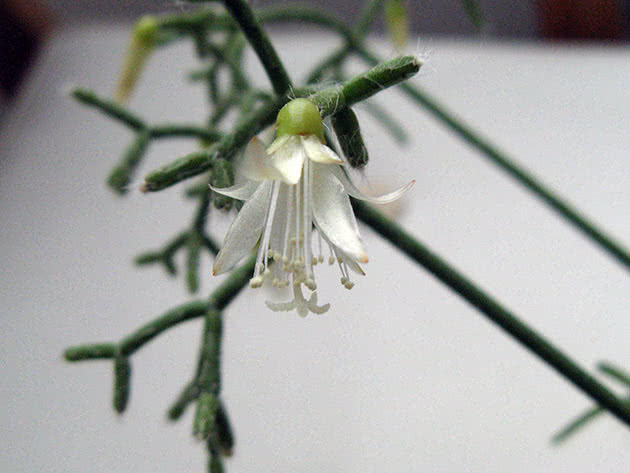Рипсалис цереускула (Rhipsalis cereuscula)